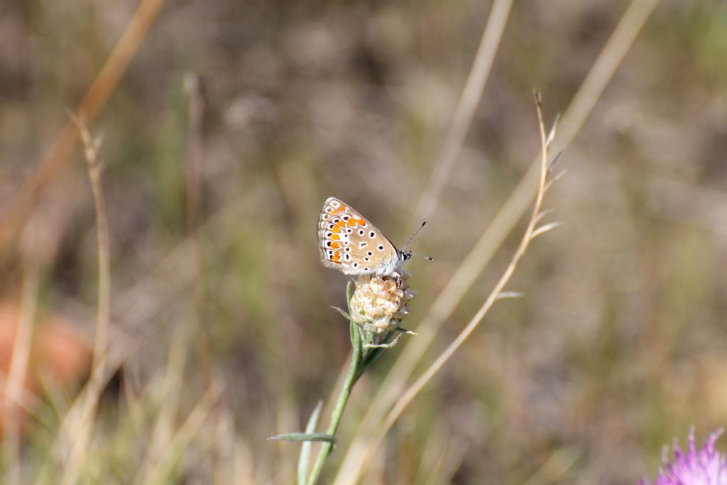 Polyommatus thersites forse? Polyommatus sp.